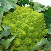 Billede med romanesco.