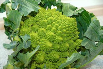 Billede med romanesco.