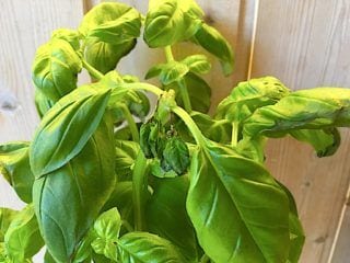 billede med frisk basilikum til verdens bedste one pot spaghetti