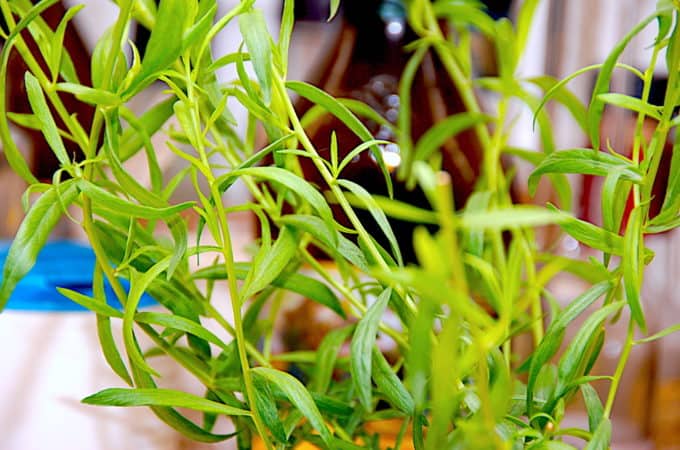 estragon plante