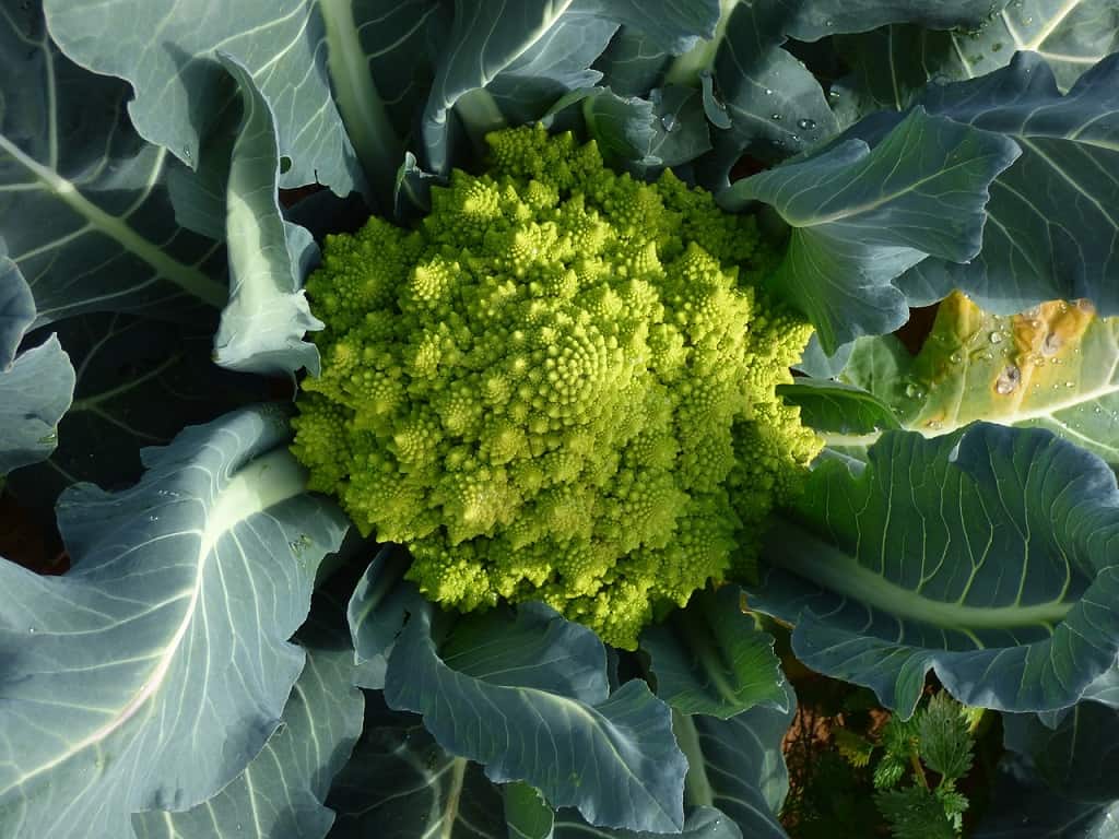 Romanesco kål