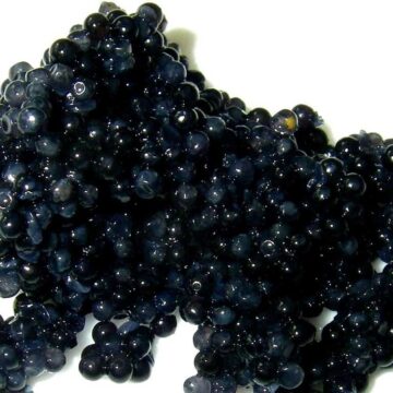 Caviar kaviar