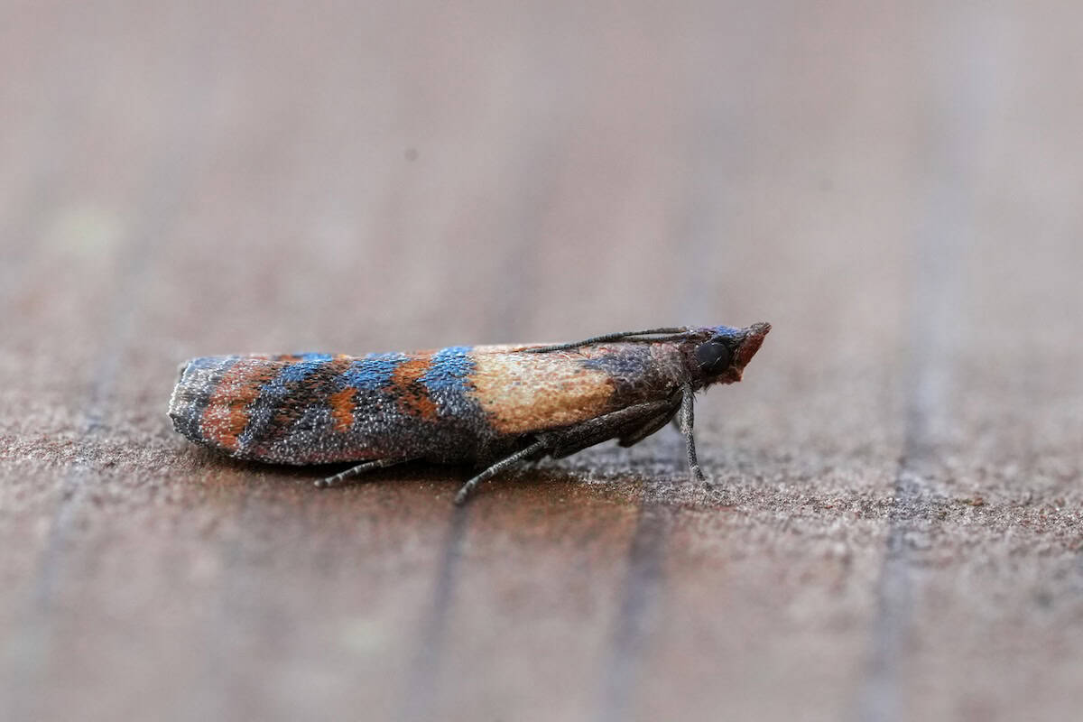 Detalje af en møl med farverige vinger på træoverflade.