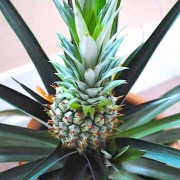 Du kan nemt gendyrke ananas, men det tager tid. Metoden er, at man skærer toppen af en ananas, hvorefter den kan gendyrkes. Planten på billedet her er to år gammel, men det er altså en hjemmedyrket ananas. Foto: Holger Rørby Madsen, Madensverden.dk.