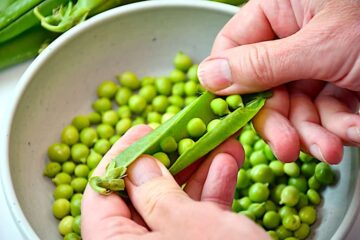 friskbælgede ærter til salat med nye ærter