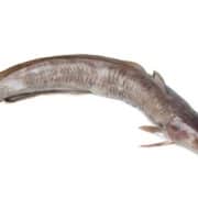 Billede med lange fisk.