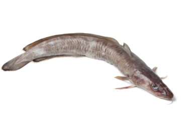 Billede med lange fisk.