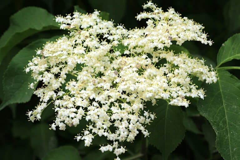 Hyldeblomst