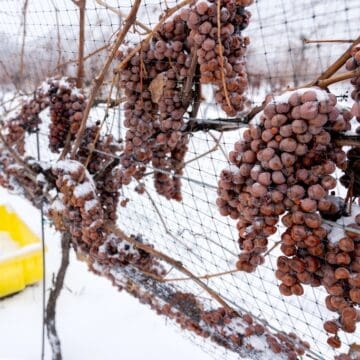 Icewine