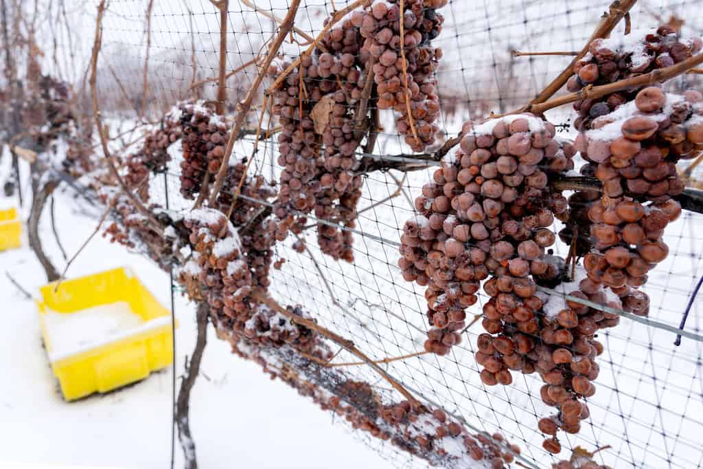Icewine