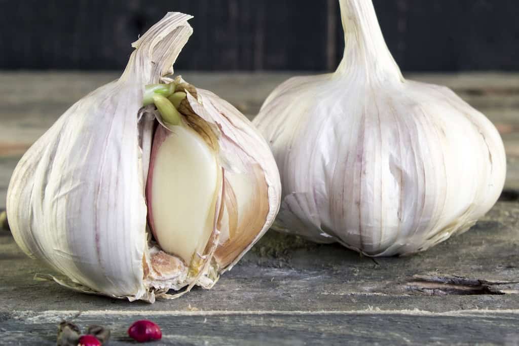 Billede af hvidløg der spirer.