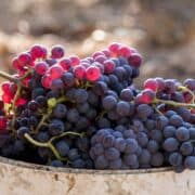 Billede af grenachedruer til Priorat