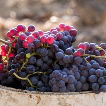 Billede af grenachedruer til Priorat