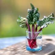 Billede af slatne rabarber.