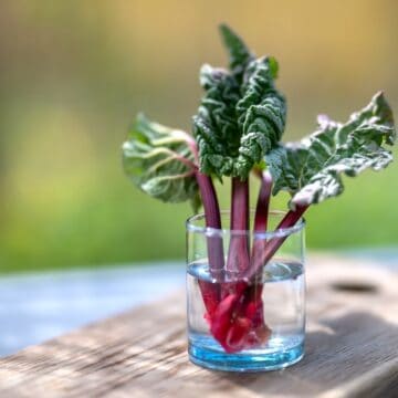 Billede af slatne rabarber.