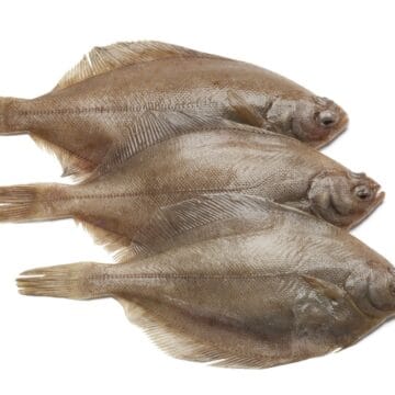 Ising - dansk fladfisk